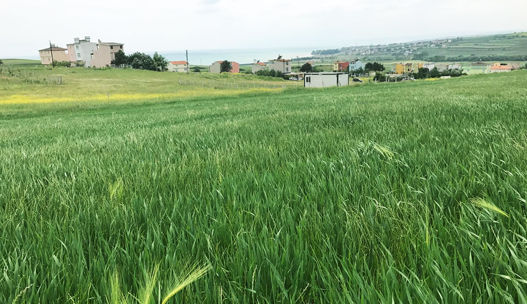 TEKİRDAĞ KARAEVLİ'DE SATILIK ARSA